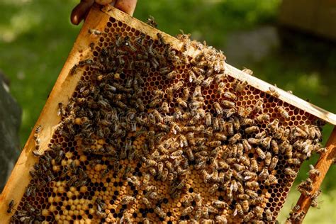 Queen Bee in a Beehive Laying Eggs Supported by Worker Bees Stock Image - Image of house, honey ...