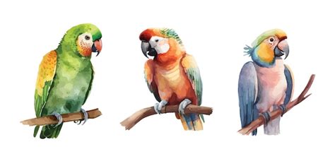 Premium Vector | Parrots clipart isolated vector illustration