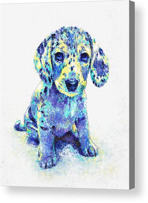 Blue Dapple Dachshund Puppies Sale Discount | www.pinnaxis.com