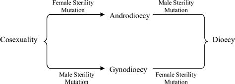 Table From The Evolution Of Sex Chromosomes Semantic Scholar