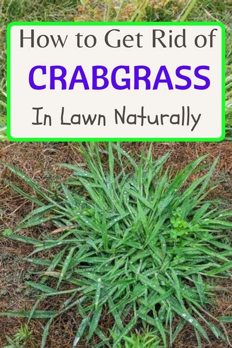 How To Kill Crabgrass With Baking Soda Natural Crabgrass Killer Artofit