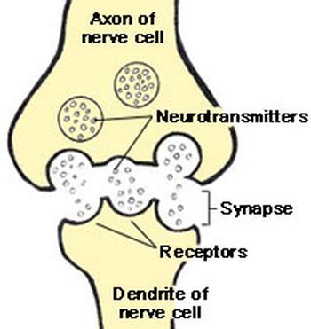 What is Gamma Aminobutyric Acid? - Effects, Benefits & Function | Study.com