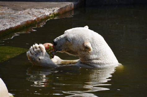 Oso polar que come donde vive características y curiosidades Vida