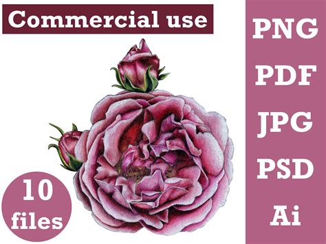 Pink Roses Clipart Flower Bouquet Clipart Purple Rose Png Etsy