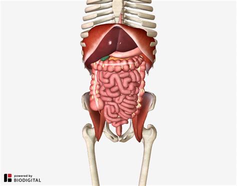 The Iliopsoas Muscle And Its Frequently Overlooked Syndrome