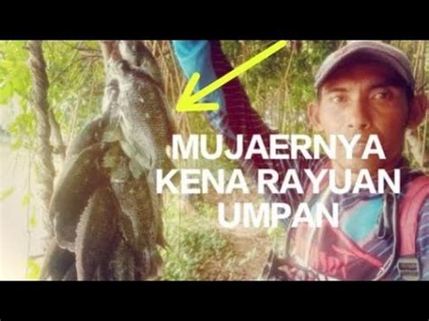 Mancing Mujaer Di Tambak Youtube