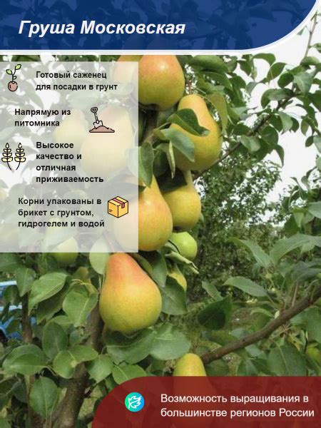 Груша Московская - купить с доставкой по выгодным ценам в интернет ...