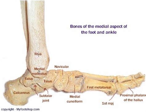 Image Of The Bones Of The Medial Foot Myfootshop