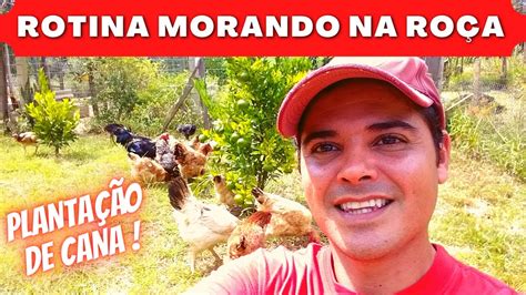 ROTINA MORANDO NA ROÇA PLANTAÇÃO DE CANA COLHEITA DE BANANA E