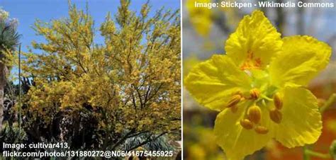 18 Desert Flowers With Pictures And Names Identification Guide