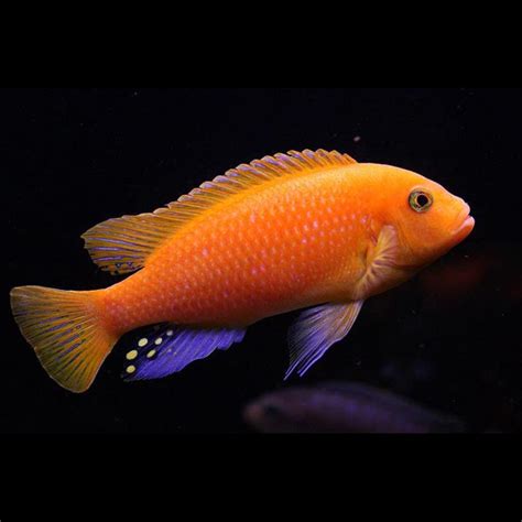 Red Zebra Cichlid Albino Inetapo