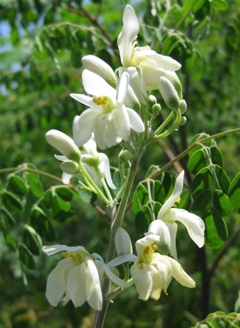 Moringa Flower Moringa Known As The Tree Of Life | Everest Ayurveda