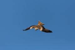 Flying Bird, Top View Of Flight, WIngs, Stock Image - Image of flight ...