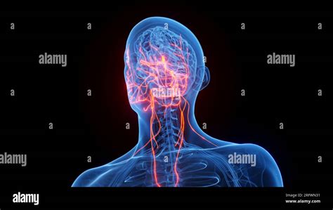 Cranial Nerves Illustration Stock Photo Alamy