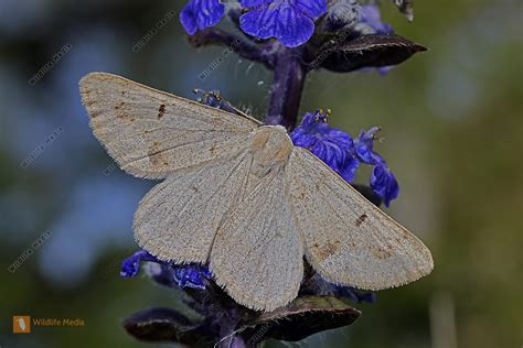 Spanner Dyscia Conspersaria Bild Bestellen Naturbilder Bei Wildlife Media