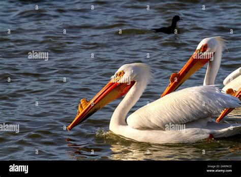 American White Pelicans Pelecanus Erythrorhynchos In Breeding Season