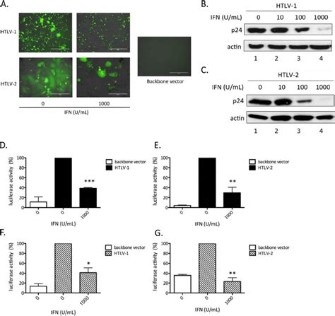 Ifn ␣ Treatment Inhibits Htlv 1 And Htlv 2 Protein Expression A