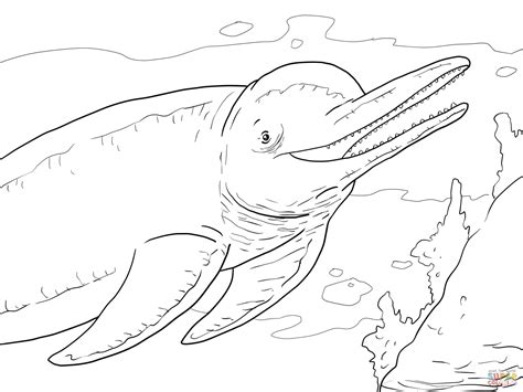 Coloring Pages For Adults Dolphins Coloring Nation