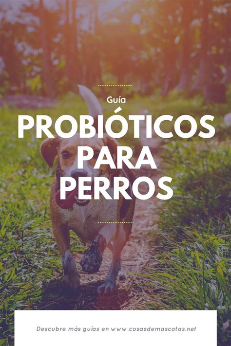 Buscas Los Mejores Probi Ticos Para Perros Nuestra Gu A Y La Lista De