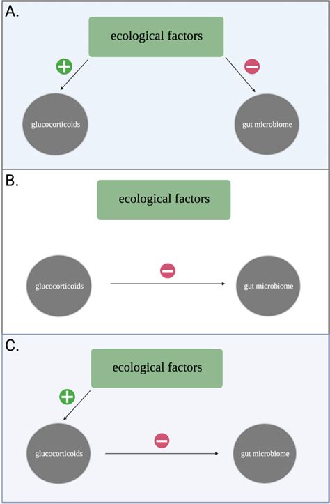 Conceptual model demonstrating how ecological factors structure the ...