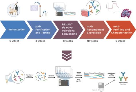 Antibody Discovery Service Via Polyclonal Antibody Sequencing