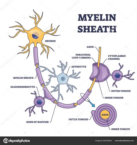 Capa Vaina Mielina Para Nervio Ax N Con Diagrama Detallado Del Vector