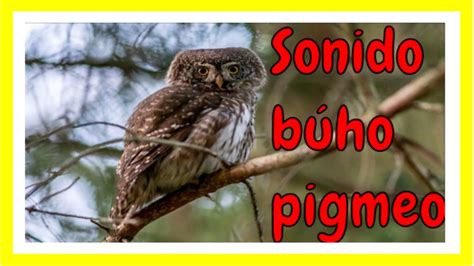 Sonido De B Ho Pigmeo Youtube