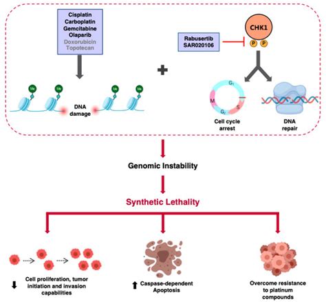 Ijms Free Full Text Checkpoint Kinase 1 Pharmacological Inhibition