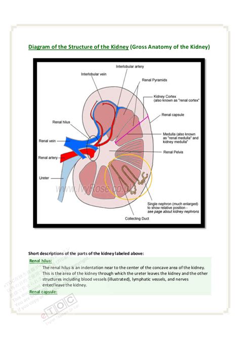 Gross Anatomy Of The Kidney Anatomy Reading Source