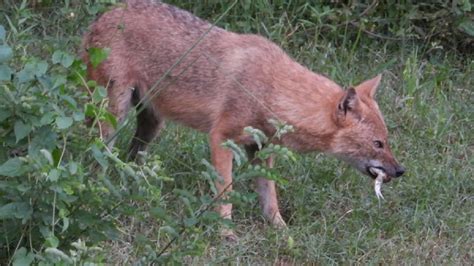 Fox Eating Frog Youtube