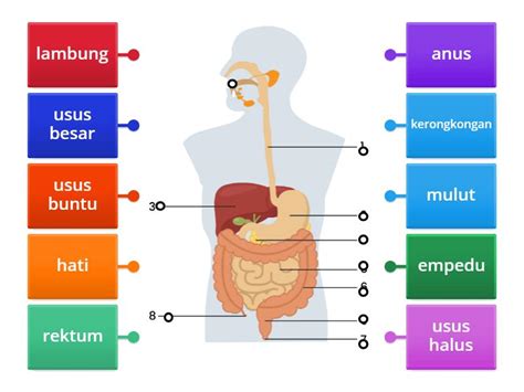 Organ Pencernaan Manusia Labelled Diagram