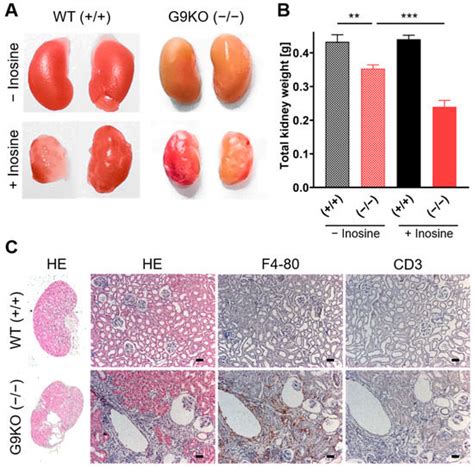 Cells Free Full Text Hyperuricemia During Pregnancy Leads To A