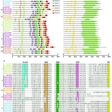 Gene Structures And Conserved Promoter Motif Analysis Of The LysM RLKs