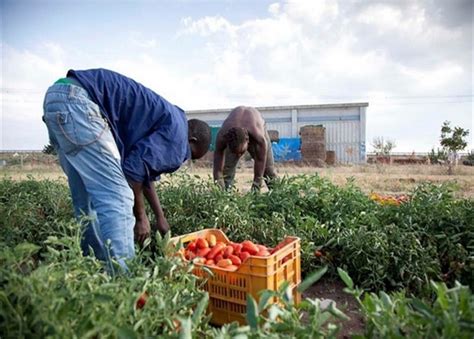 Caporalato E Sfruttamento Del Lavoro Agricolo Piano Del Governo