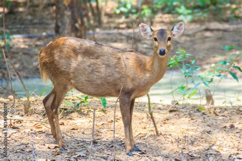 Cute Cervus Eldi Or Siamese Eld S Deer Panolia Eldii Also Known As