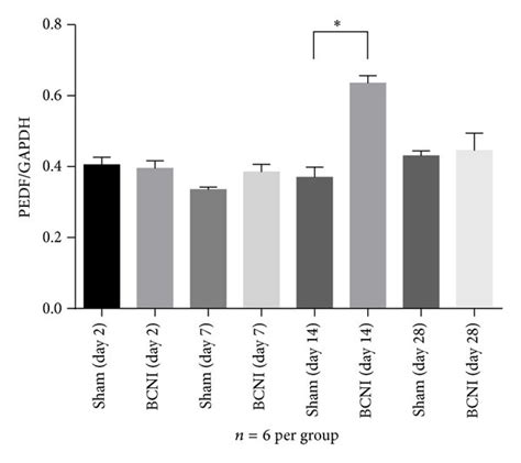 Western Blotting Analyses Of Pedf P Akt And P Enos Protein Expression