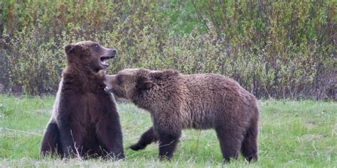 Routine of Yellowstone Bear | Seasonal Behavior of Bears