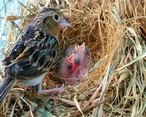 Sparrow Eggs: What They Look Like, When They Hatch, & More!