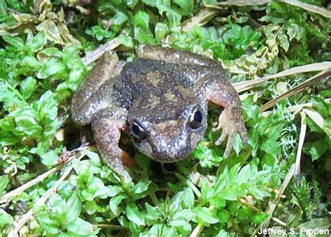 Rocky Mountain Tailed Frog Ascaphus Montanus