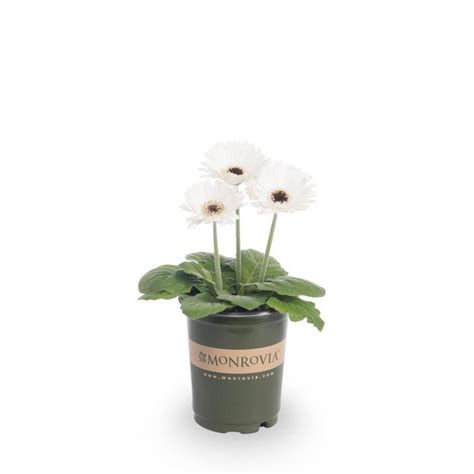 Monrovia 1 Quart Gerbera Daisy L3114 In The Annuals Department At