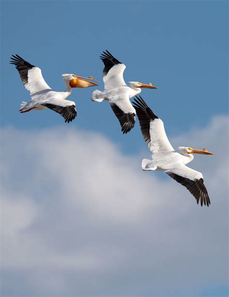 How to Photograph Birds in Flight | All About Birds