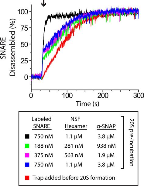 Single Turnover Burst Kinetics Of NSF Driven SNARE Disassembly 20S