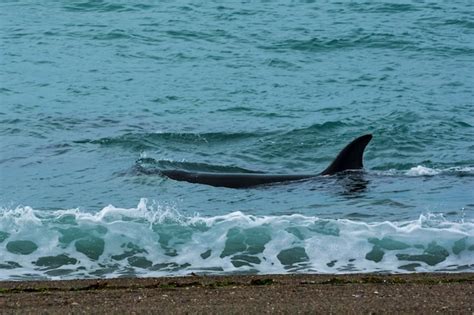 Orcas Cazando Leones Marinos Patagonia Argentina Foto Premium