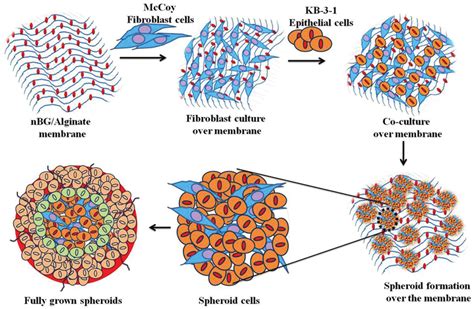 A Schematic Representation Of Co Culture Hdf Cell Human Dermal