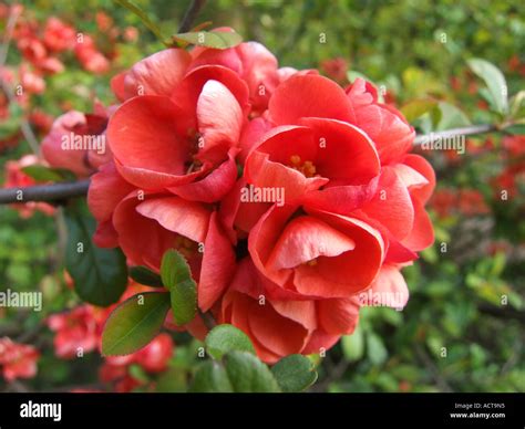 Japonica chaenomeles Japanese quince or cydonia in botanical garden Zagreb Croatia Stock Photo ...