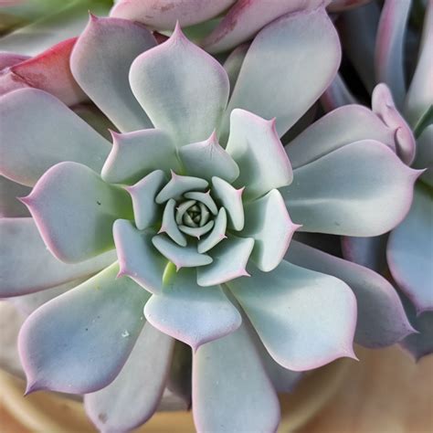 Echeveria Laulensis