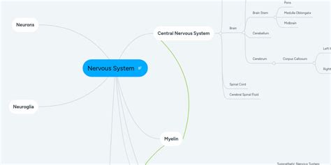 nervous system mindmeister mind map