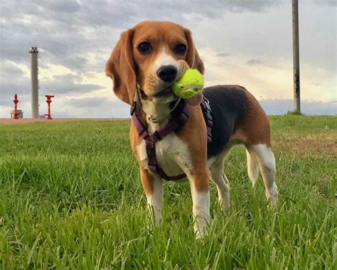 The 20 Most Loyal Dog Breeds