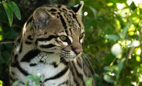 As Liberaron A La Primera Pareja De Ocelotes En El Parque Nacional