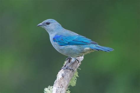 Foto Sanha O De Encontro Azul Thraupis Cyanoptera Por Daniel